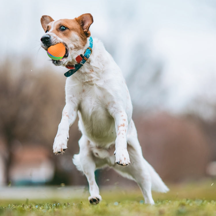 O3 8.5cm Intelligent Auto Pet Toy Dog Training Luminous Ball with Radar Trigger, Auto