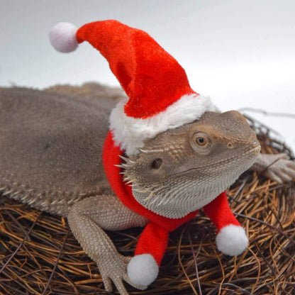 Lizard Crawling Pet Out Christmas Dress Up, Hat+Scarf, Hat+Scarf+Traction Rope