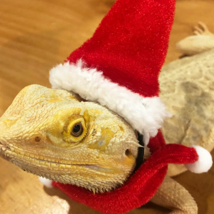 Lizard Crawling Pet Out Christmas Dress Up, Hat+Scarf, Hat+Scarf+Traction Rope