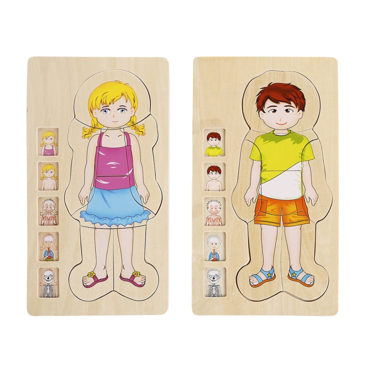Onshine Five-Layer Human Body Structure Puzzle Wooden Puzzles For Children Physical Cognition, Boy, Girl