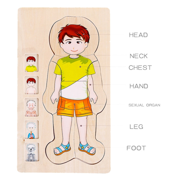Onshine Five-Layer Human Body Structure Puzzle Wooden Puzzles For Children Physical Cognition, Boy, Girl