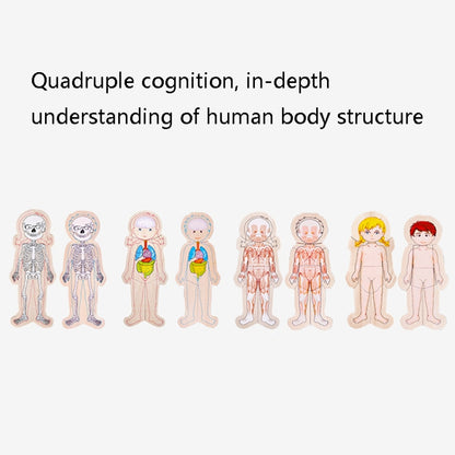 Onshine Five-Layer Human Body Structure Puzzle Wooden Puzzles For Children Physical Cognition, Boy, Girl
