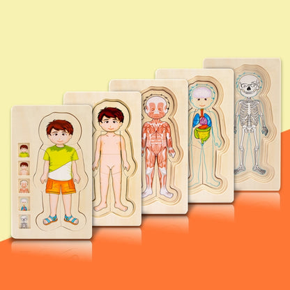 Onshine Five-Layer Human Body Structure Puzzle Wooden Puzzles For Children Physical Cognition, Boy, Girl
