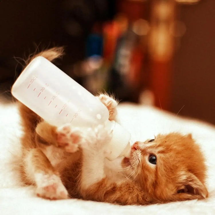 Newborn Pet Soft Nipple Milk Bottle Set Puppy Cats Feeding Supplies, 3pcs /Set 50ml, 6pcs /Set 50ml